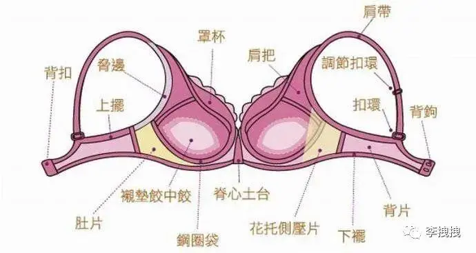 女生内衣里的钢圈，到底有啥用？