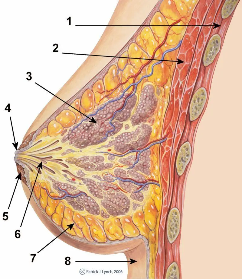 女生的乳晕越大越黑，性经历越丰富？