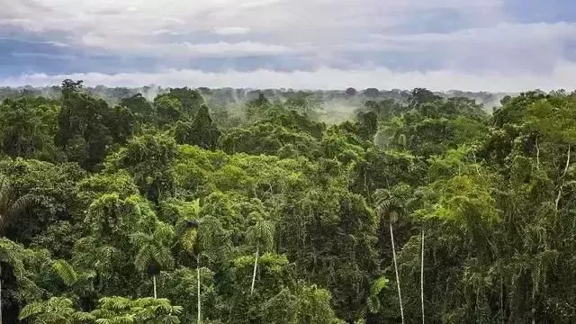 热带雨林为什么物种丰富？热带雨林物种丰富的原因有哪几个方面？