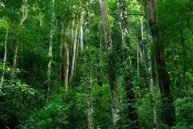 热带雨林为什么物种丰富？热带雨林物种丰富的原因有哪几个方面？