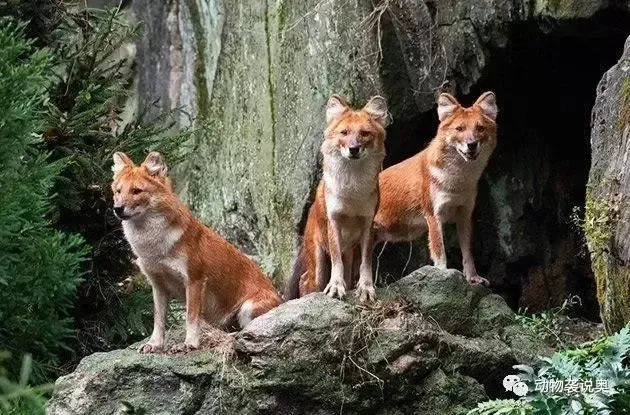 豺还存在吗？豺的生存现状！