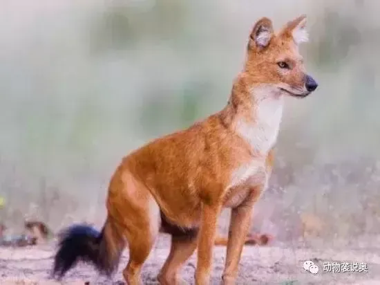 豺还存在吗？豺的生存现状！