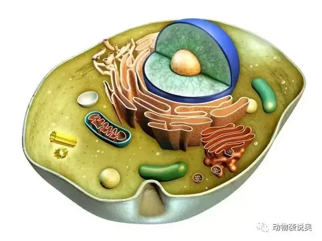 什么是厌氧生物？厌氧动物有哪些？