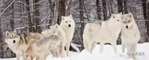 狼狈的狈是什么动物？古人都说“狼狈为奸”，可能和你想的不一样！