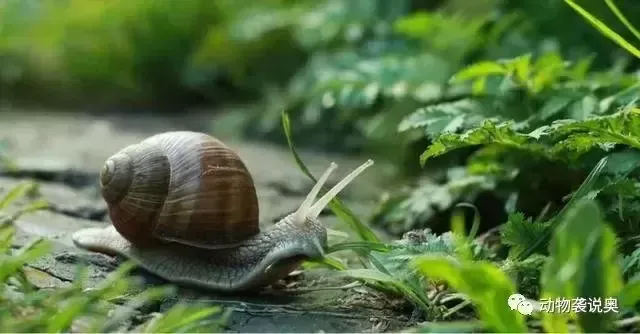 有外骨骼的动物有哪些？有外骨骼的动物都是节肢动物吗？