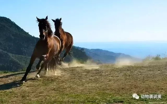 马的爱情故事：动物之间的爱情很直接！