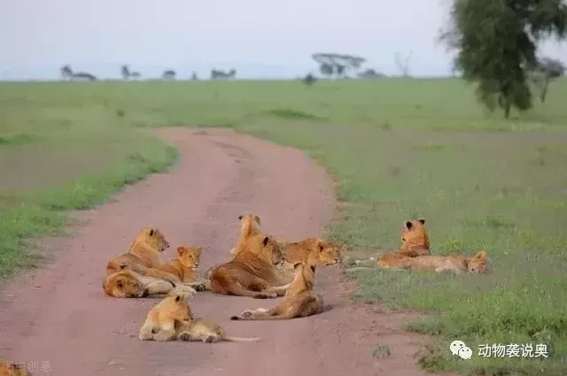 猫科动物繁衍后代有倒刺？猫科动物为什么有倒刺人类却没有？