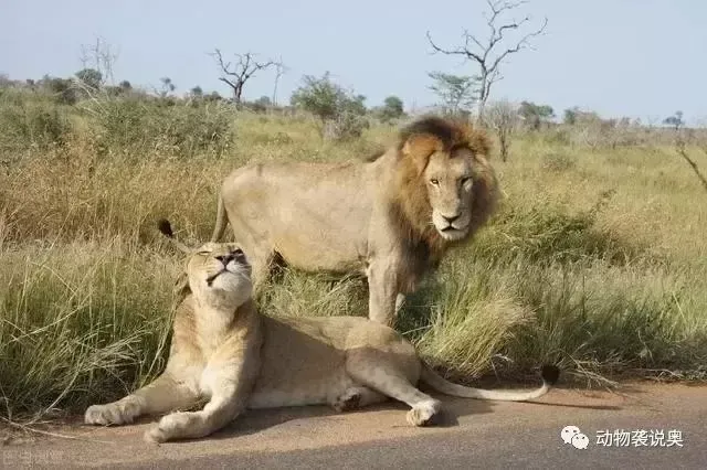 猫科动物繁衍后代有倒刺？猫科动物为什么有倒刺人类却没有？