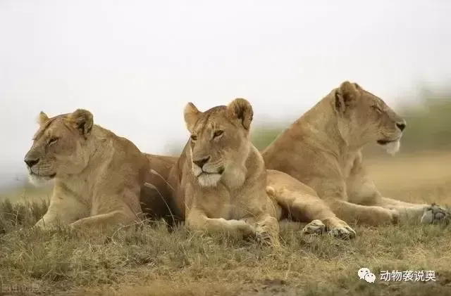 猫科动物繁衍后代有倒刺？猫科动物为什么有倒刺人类却没有？