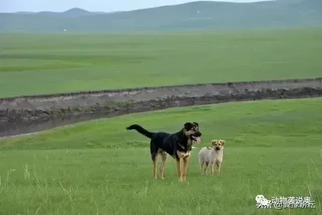 犬繁殖机能的特点：两犬完成后，为何不能很快分开？