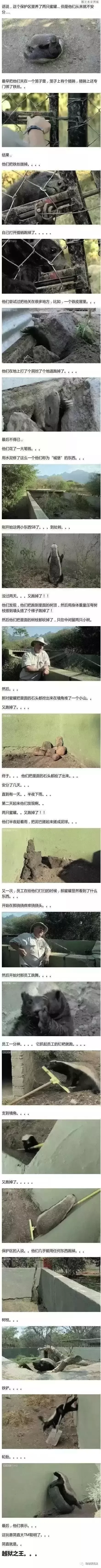 蜜獾会主动攻击人类吗？能当宠物养吗？