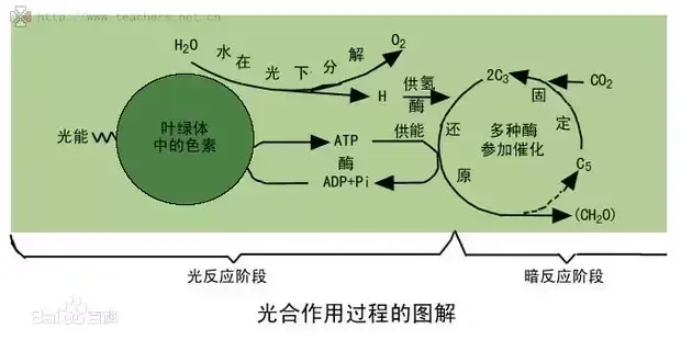 鲸鱼的便便居然可以拯救地球