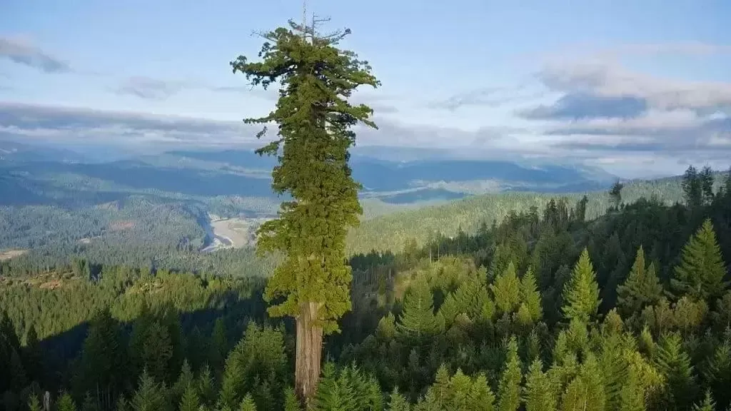 世界上最高的十棵树(附2023年最新排行榜前十名单)