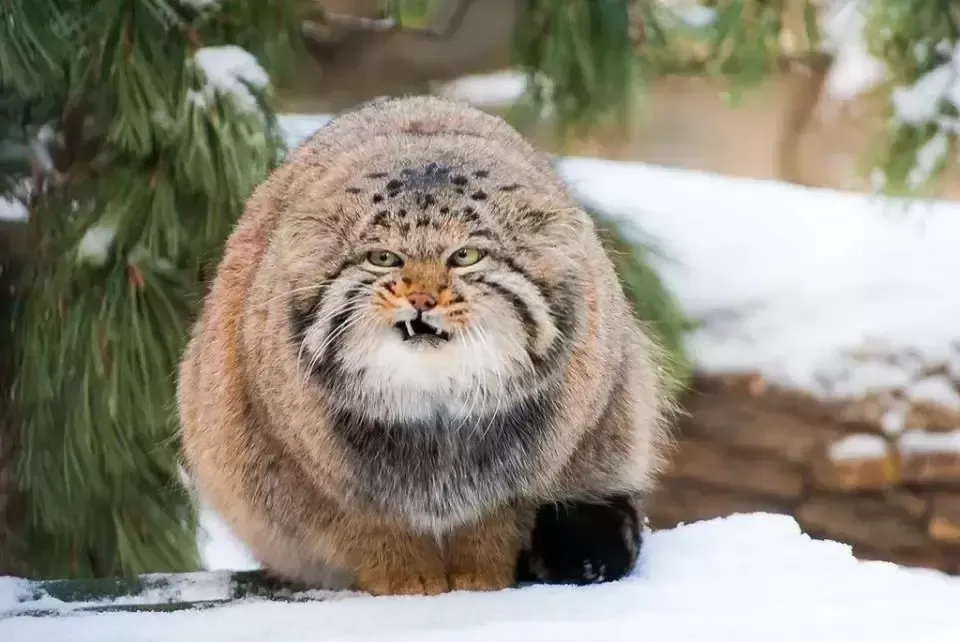 帕拉斯猫--草原上的隐士：有趣的事实