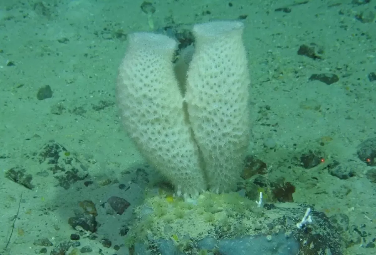 深不见底的海洋，底部海域都存在什么奇异生物？它们长相很怪异