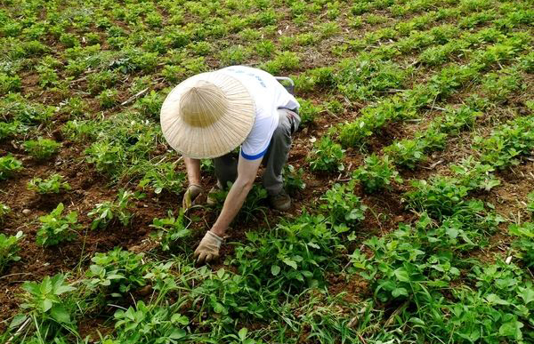 汉字说：“薅羊毛”的“薅”，本来薅的是什么？