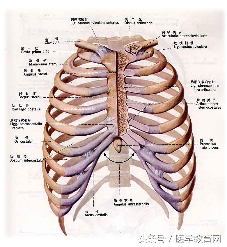 肋椎关节胸廓脊柱的整体观椎间盘寰枕及寰枢关节项韧带髌骨胫骨股骨