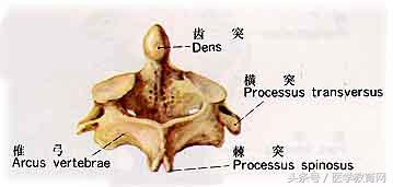 运动系统全套解剖图，学医的要好好看！