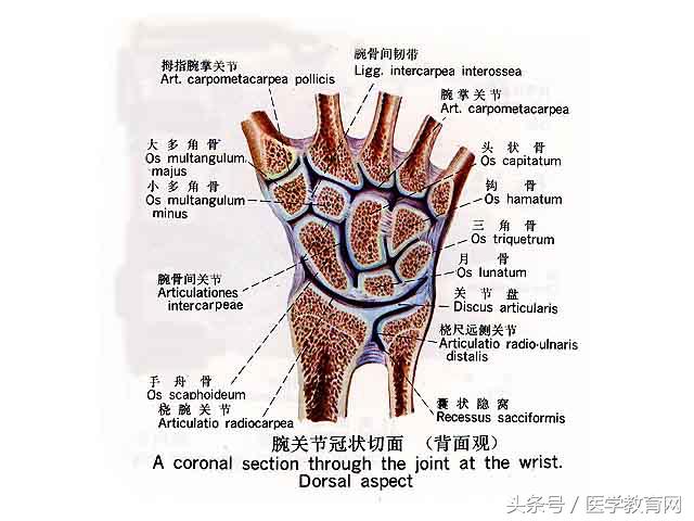 运动系统全套解剖图，学医的要好好看！