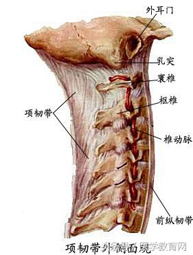 运动系统全套解剖图，学医的要好好看！