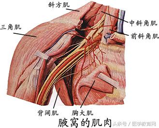 运动系统全套解剖图，学医的要好好看！