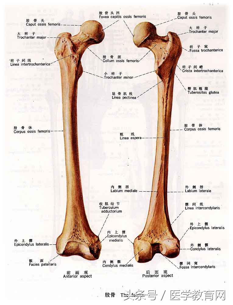 >肱骨手骨锁骨肩胛骨(后面观)肩胛骨尺骨腰椎(右