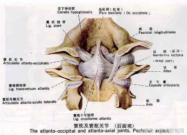 运动系统全套解剖图，学医的要好好看！