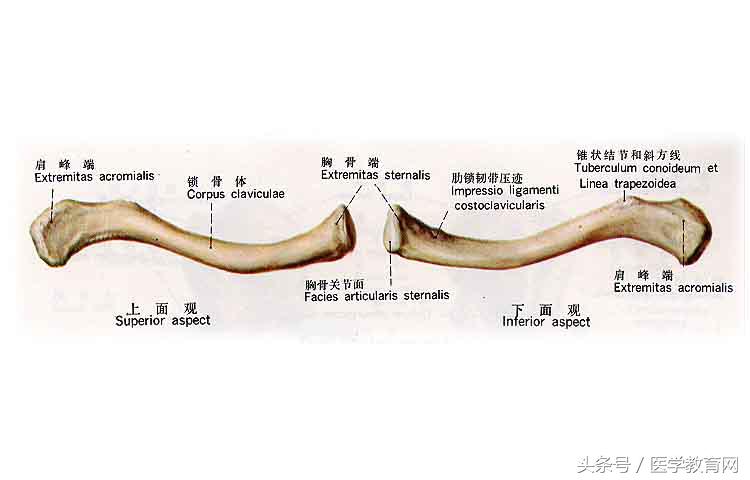 运动系统全套解剖图，学医的要好好看！