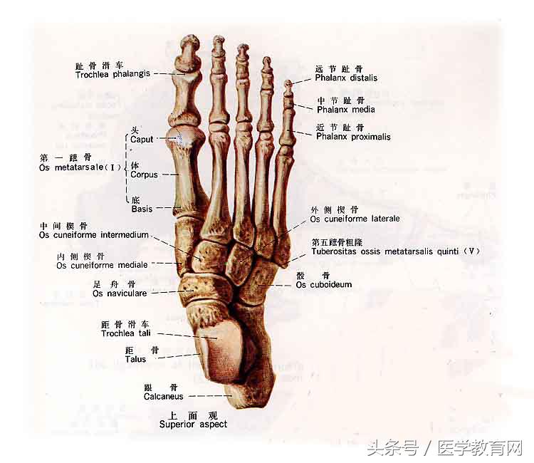 运动系统全套解剖图，学医的要好好看！