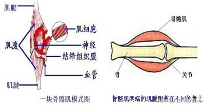 运动系统全套解剖图，学医的要好好看！