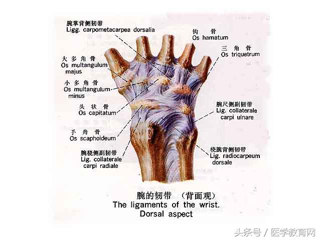 运动系统全套解剖图，学医的要好好看！