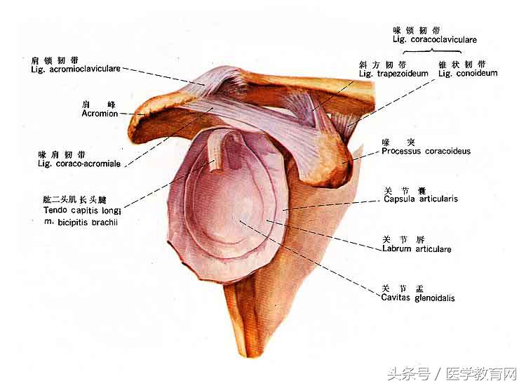 运动系统全套解剖图，学医的要好好看！