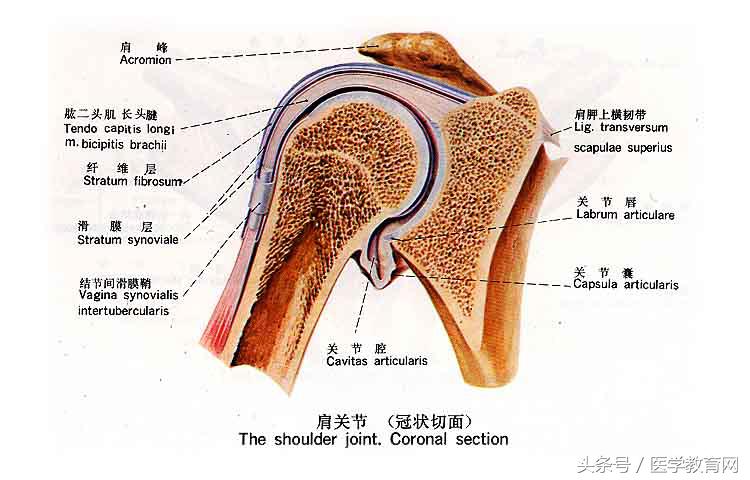 手关节(冠状切面)运动系统