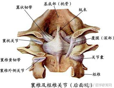 运动系统全套解剖图，学医的要好好看！