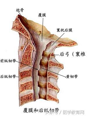 运动系统全套解剖图，学医的要好好看！