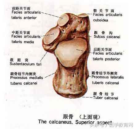 运动系统全套解剖图，学医的要好好看！