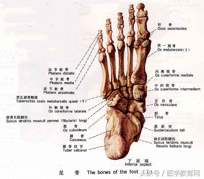 运动系统全套解剖图，学医的要好好看！