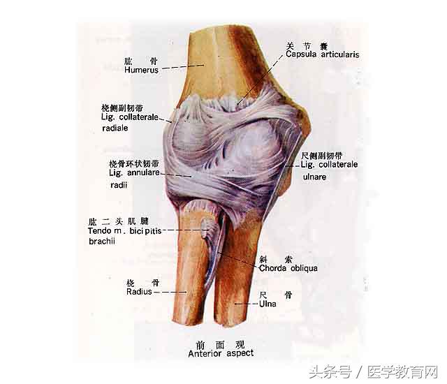 运动系统全套解剖图，学医的要好好看！