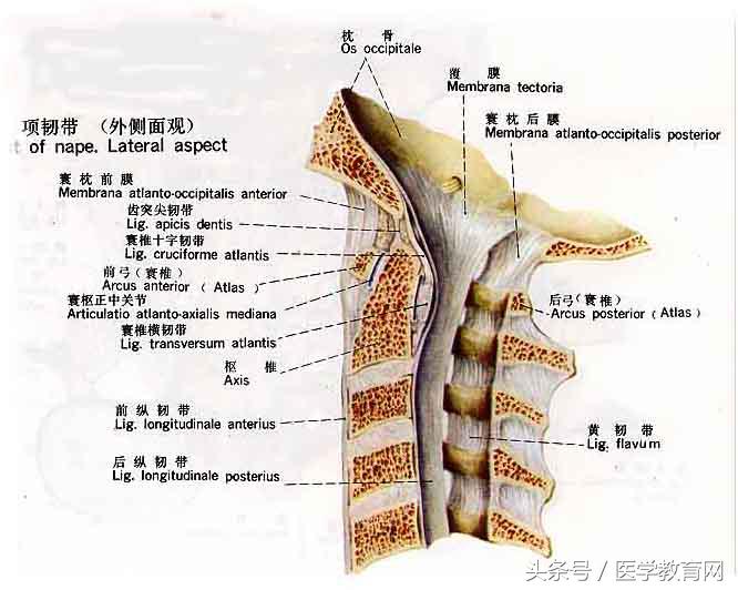 运动系统全套解剖图，学医的要好好看！