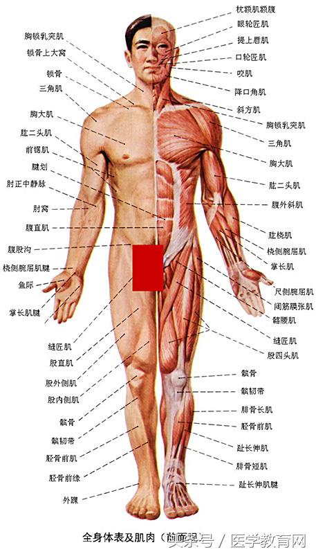 运动系统全套解剖图，学医的要好好看！