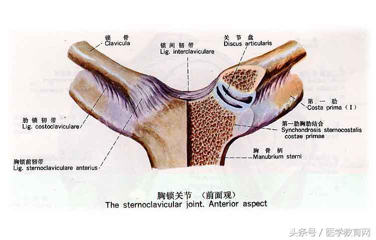 运动系统全套解剖图，学医的要好好看！