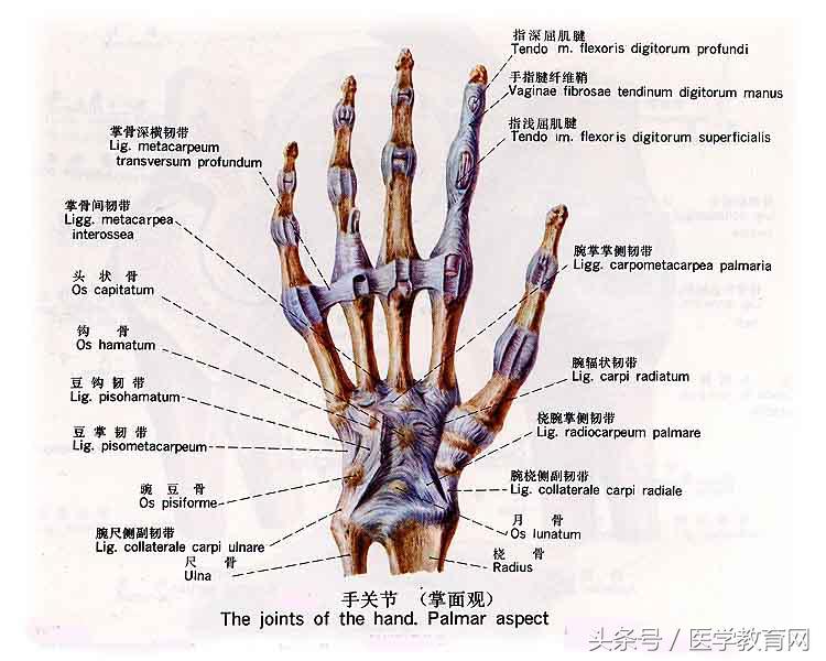 运动系统全套解剖图，学医的要好好看！