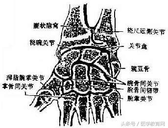 运动系统全套解剖图，学医的要好好看！