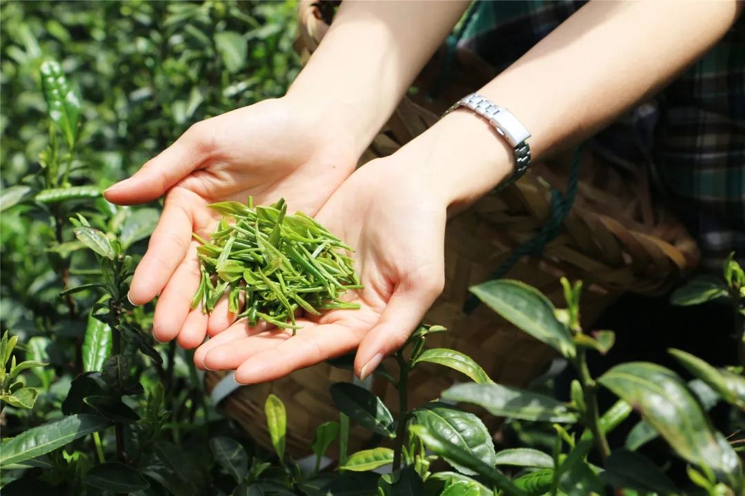 新茶上市，3招教你区分买到的是新茶还是陈茶