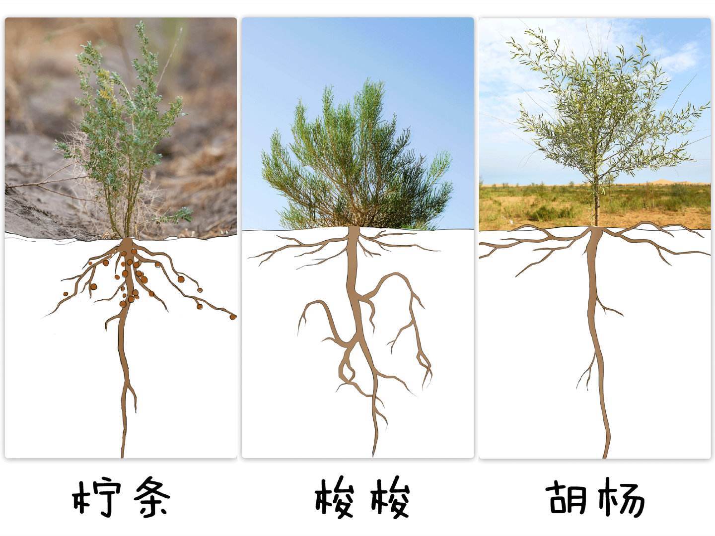 原来梭梭树的作用这么大，怪不得沙漠植树会选择它