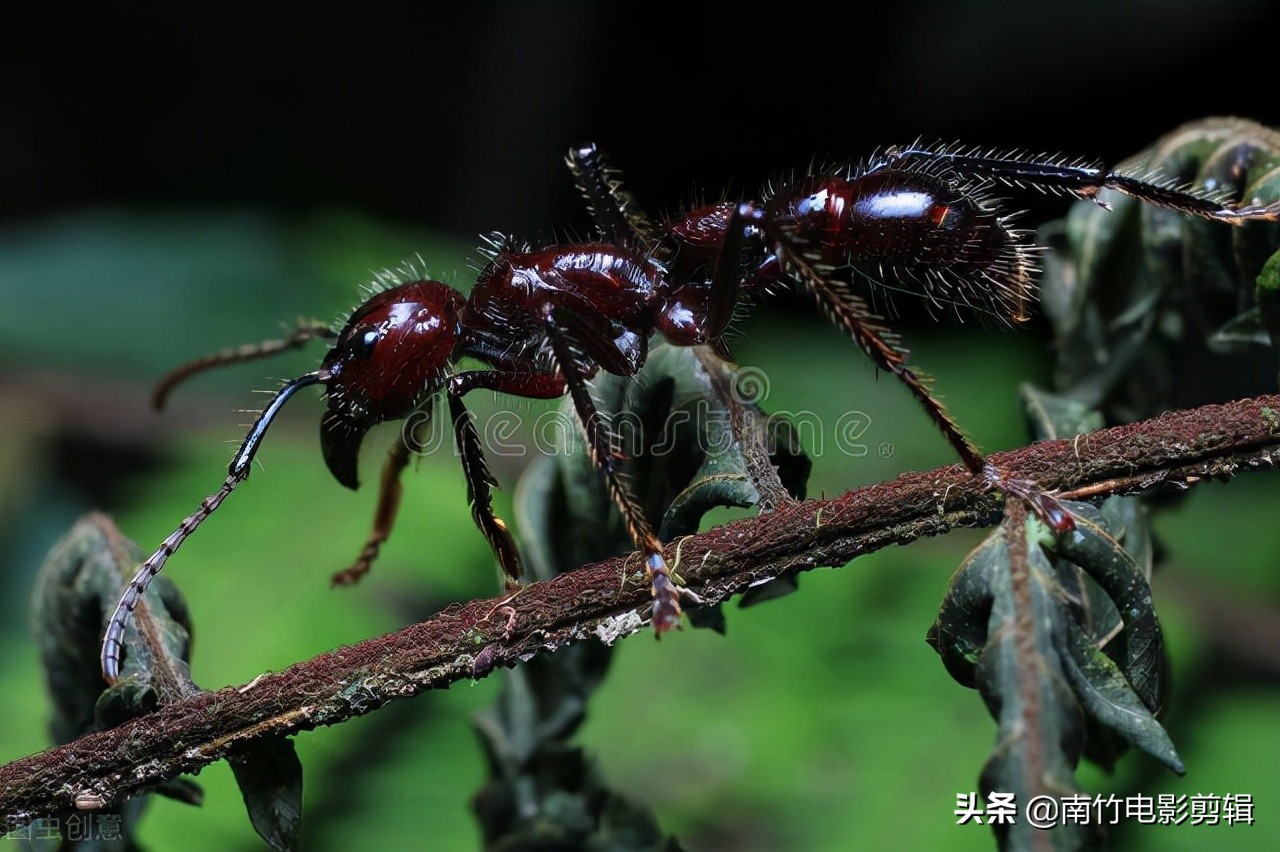 图片[2]-世界上最长的蜈蚣(亚马逊雨林十大恐怖生物)-欣欣百科网