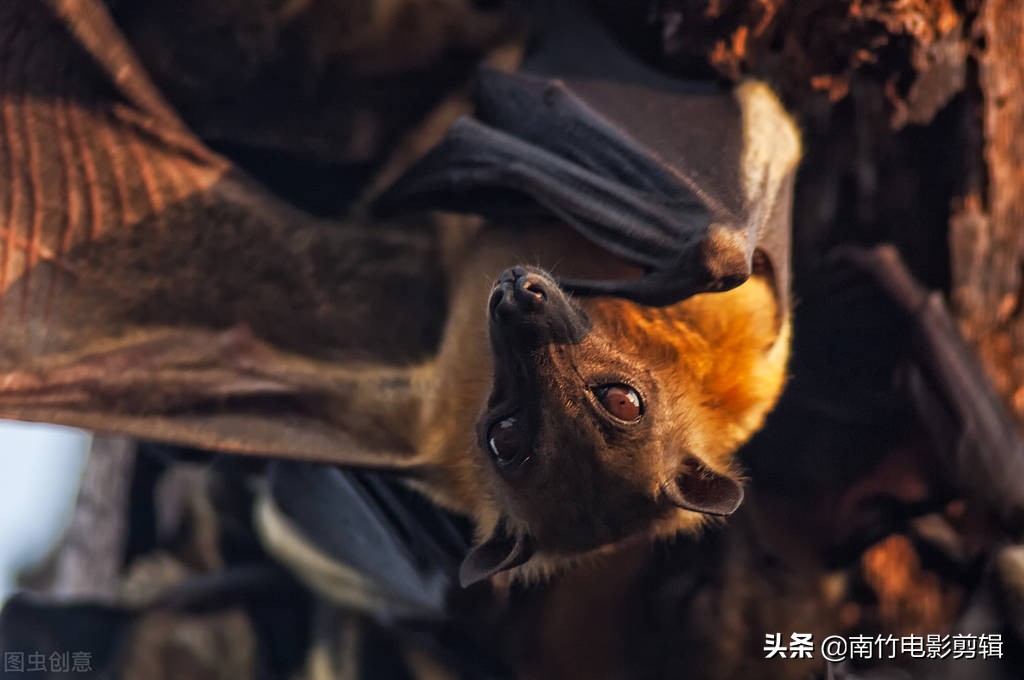 图片[1]-世界上最长的蜈蚣(亚马逊雨林十大恐怖生物)-欣欣百科网