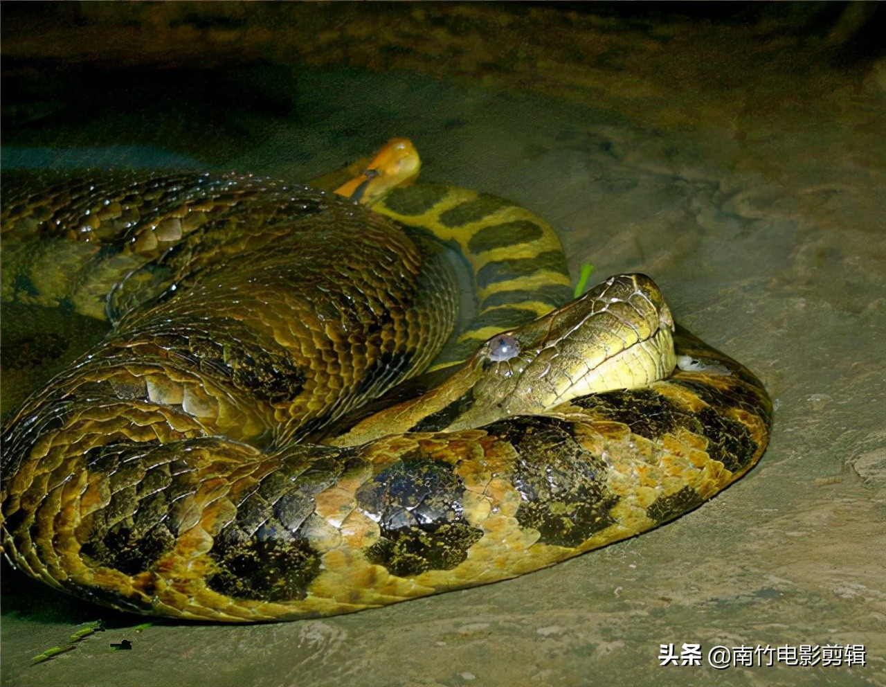 图片[10]-世界上最长的蜈蚣(亚马逊雨林十大恐怖生物)-欣欣百科网