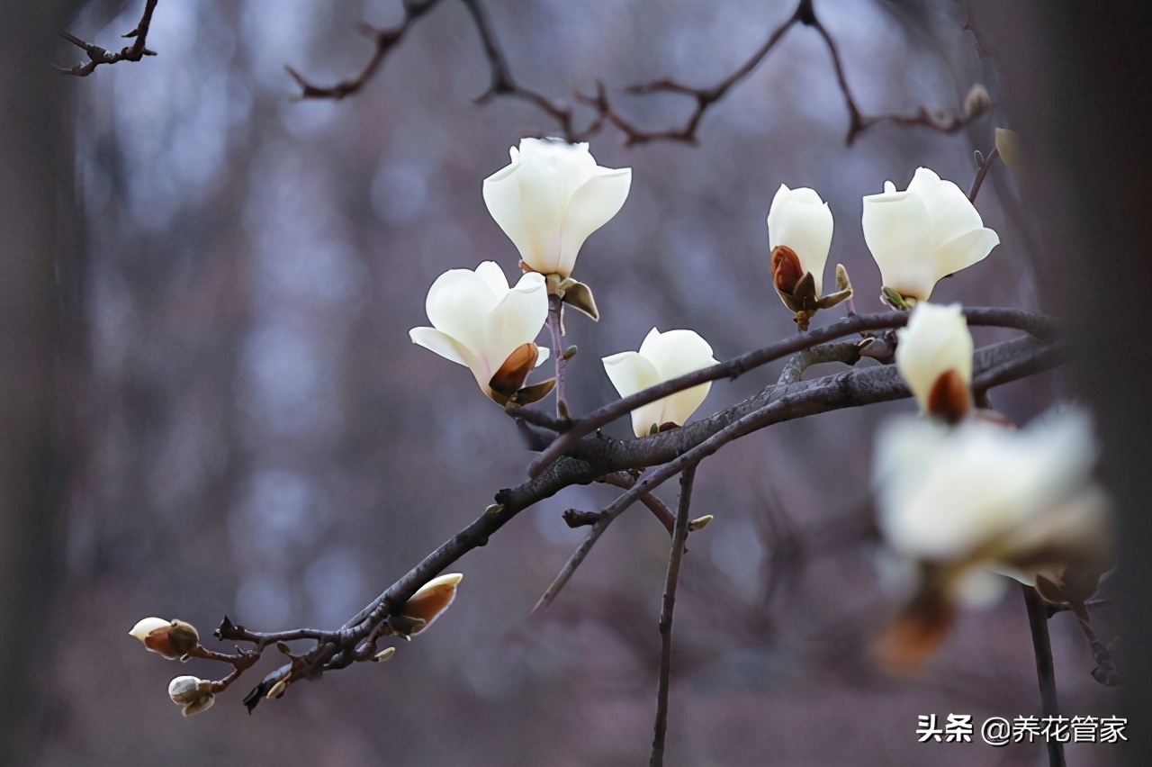 图片[1]-白兰花和白玉兰的区别(白兰花和白玉兰有什么不同)-欣欣百科网