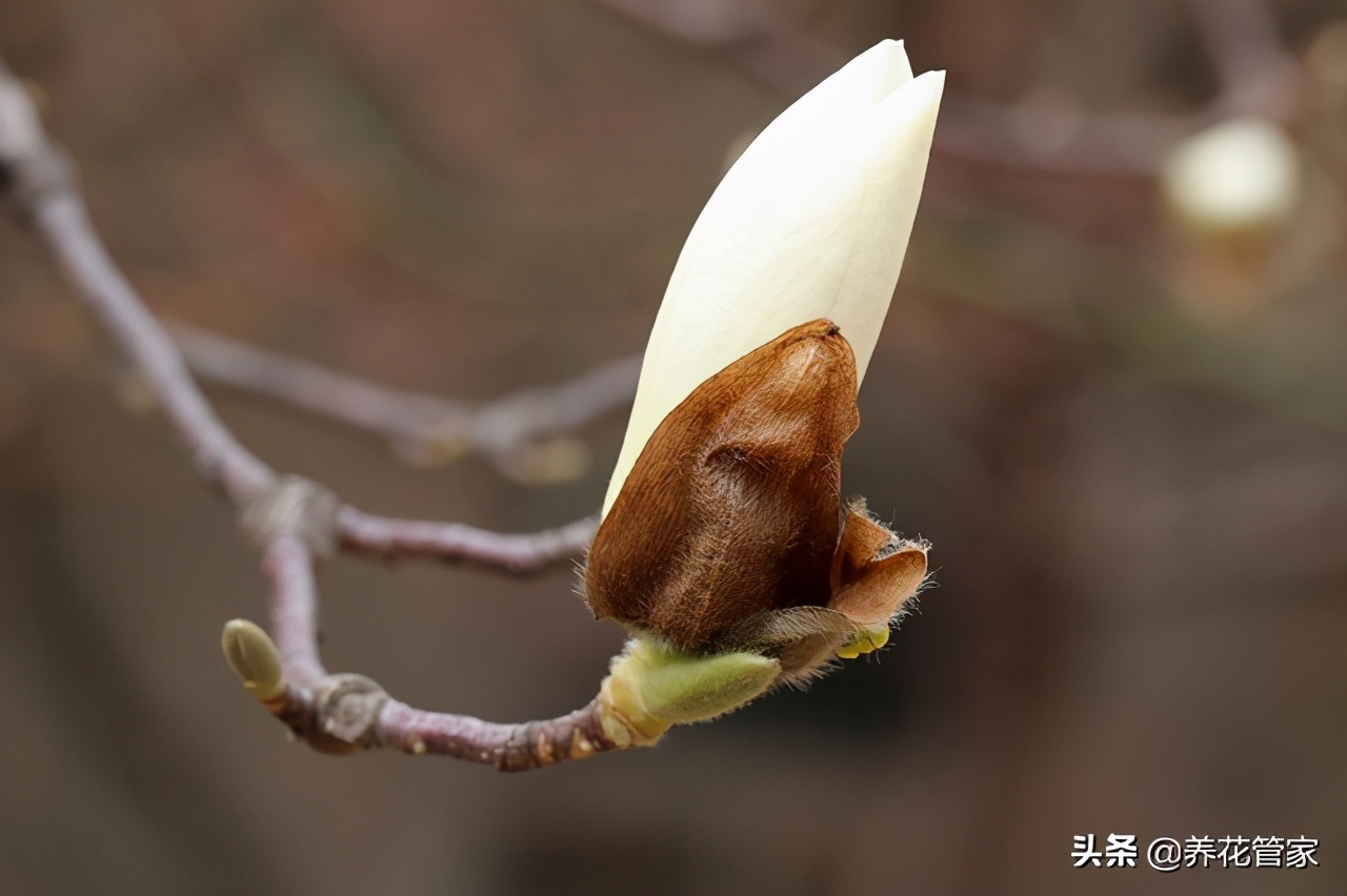 图片[3]-白兰花和白玉兰的区别(白兰花和白玉兰有什么不同)-欣欣百科网